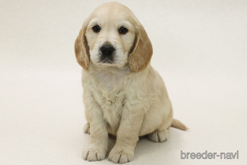 販売中の神奈川県のミックス犬-374602